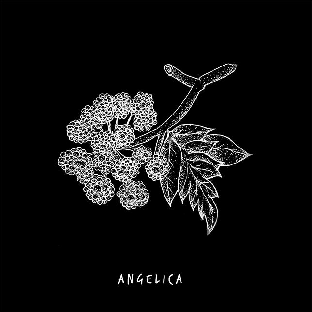 Angelica plant drawing