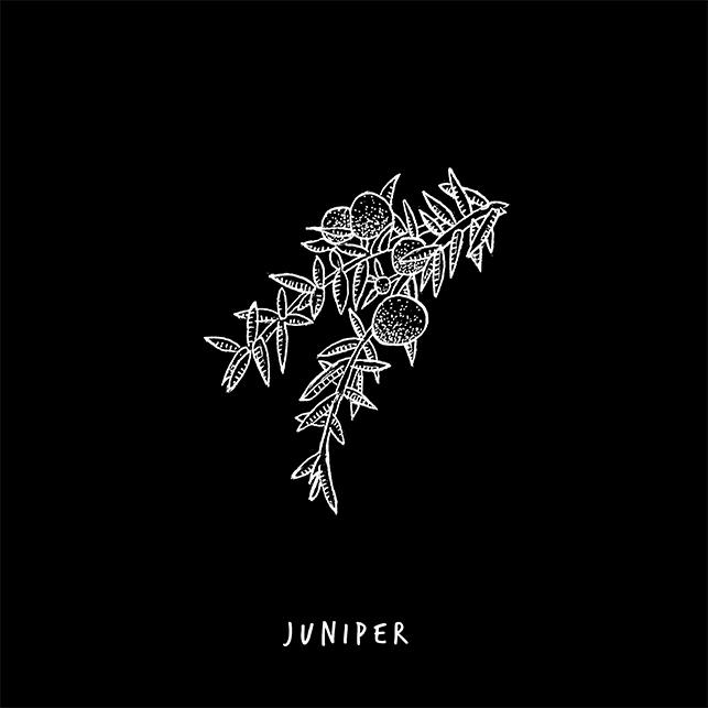 Juniper plant drawing